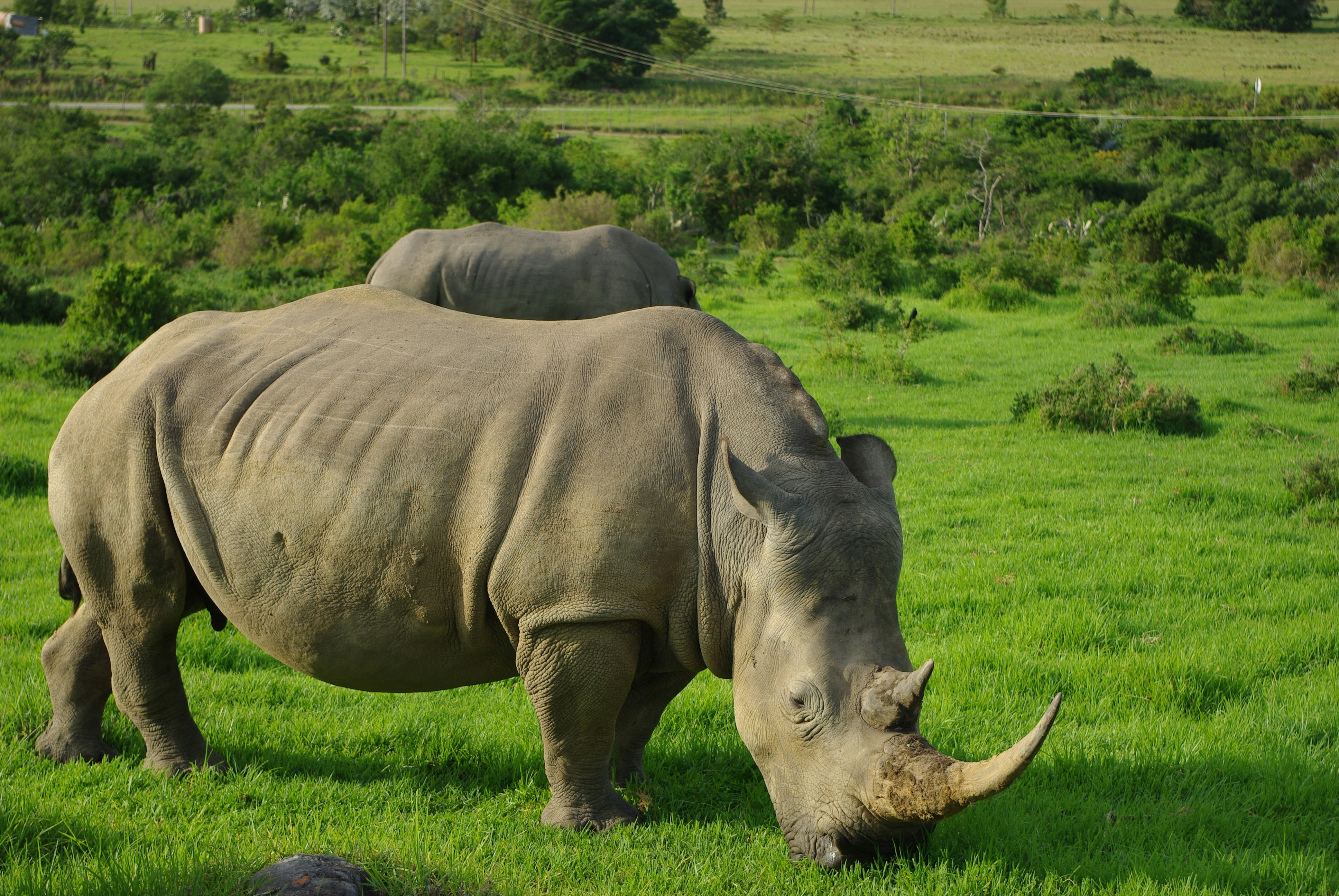 Kaziranga Wildlife Tourism Overview